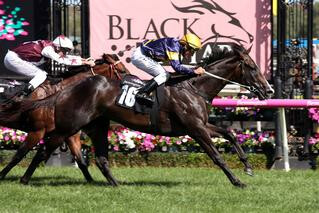 Grunt (NZ) stepped up to stakes level with a win in the Group 3 CS Hayes Stakes.